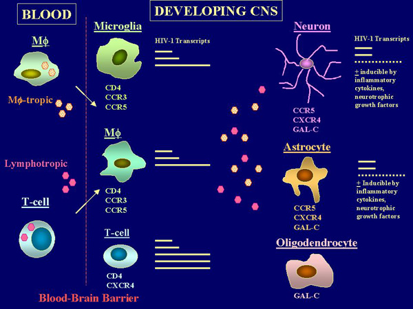 Hasil gambar untuk neuroaids